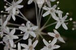 Dwarf ginseng